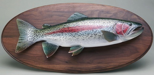 24’’, 7 lbs Alaskan Rainbow, on a Walnut panel.